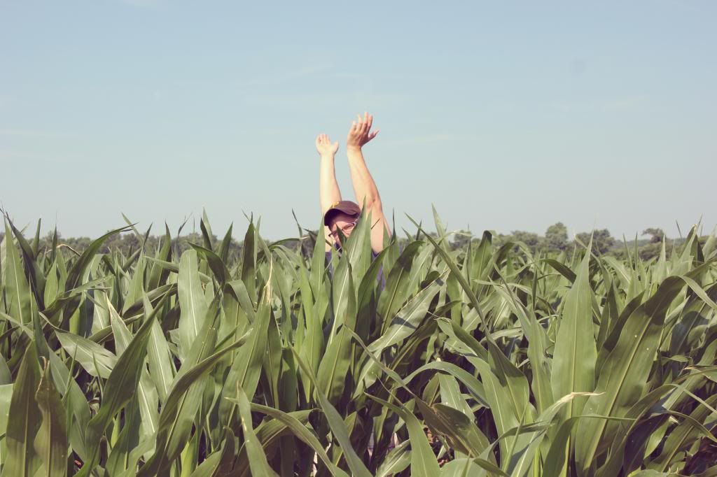 Ten Feet Off Beale Corn Field