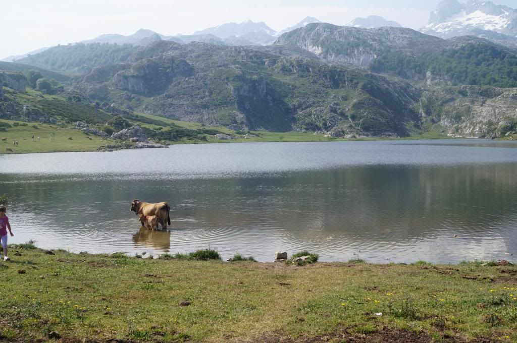 Descubriendo Asturias - Blogs de España - 3 días en Cangas de Onis: Mucho más que Covadonga (13)