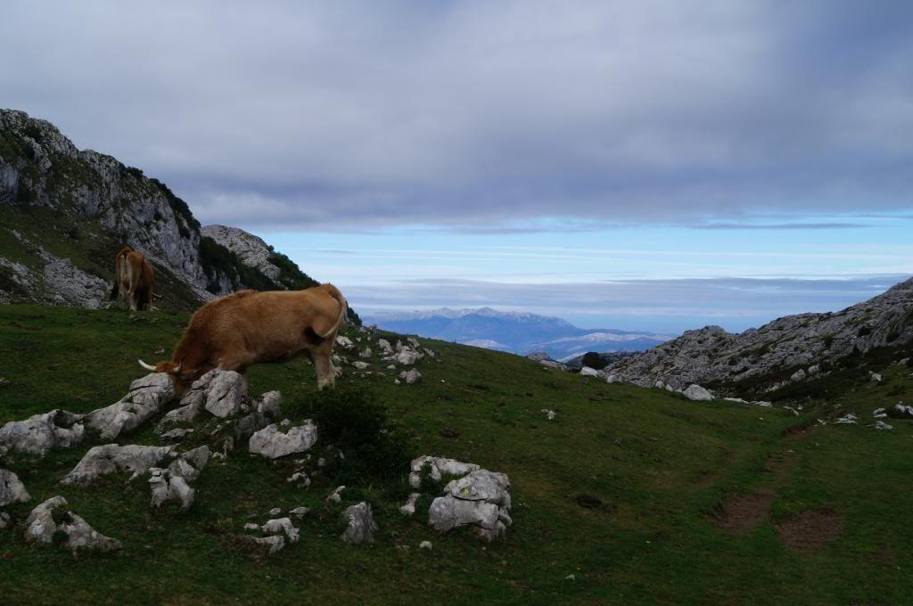 Descubriendo Asturias - Blogs de España - Mirador de Ordiales: La magia de los Picos de Europa (8)