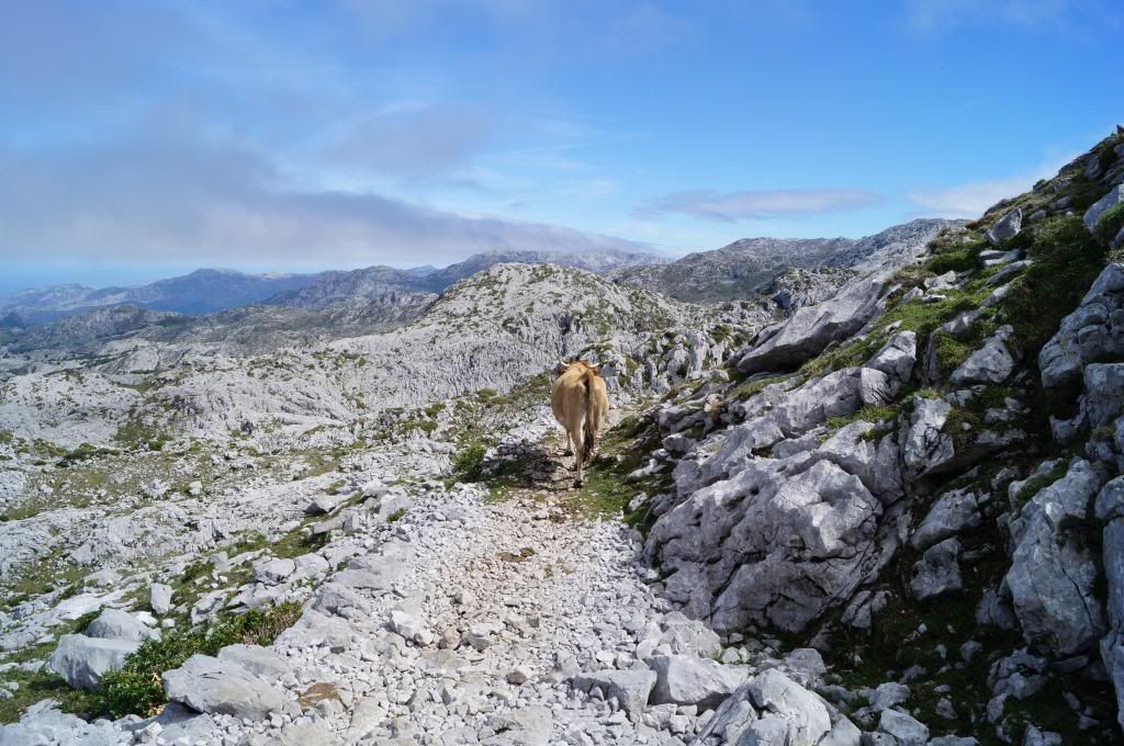 Descubriendo Asturias - Blogs de España - Mirador de Ordiales: La magia de los Picos de Europa (14)