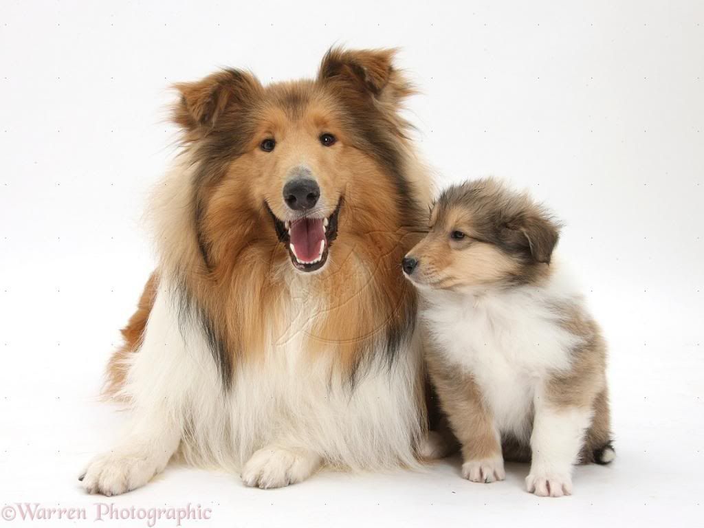 38066-Rough-Collie-dog-and-puppy-white-b