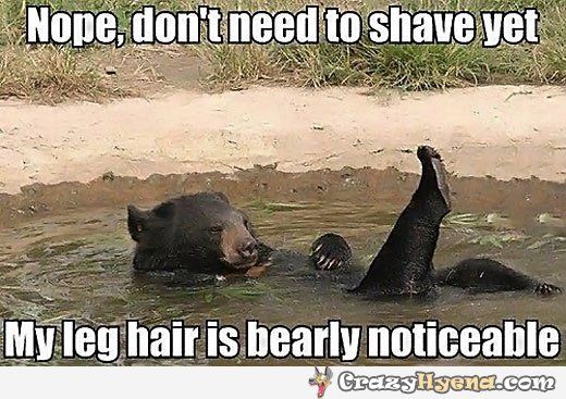 bear-shave-leg-hair-picture-meme_zps366c550e.jpg