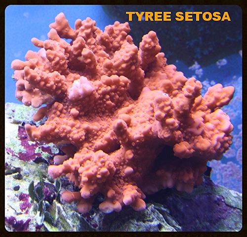 IMG 0002 zps81a9c8ad - A taste of what i'll have at the swap