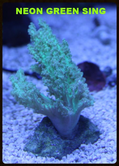 IMG 0015 zps1b844f51 - A taste of what i'll have at the swap