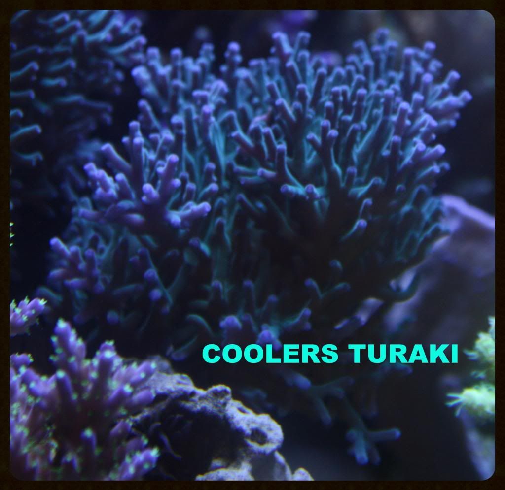 IMG 0020 zps784eb2ee - A taste of what i'll have at the swap