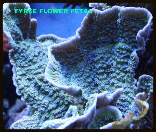 IMG 0026 zps63531ed5 - A taste of what i'll have at the swap