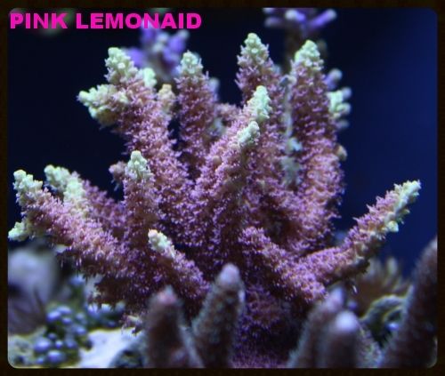 IMG 0036 zps9d1aa089 - A taste of what i'll have at the swap