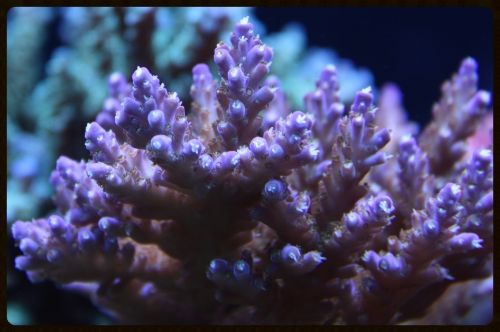 IMG 0051 zps4f2ec147 - A taste of what i'll have at the swap