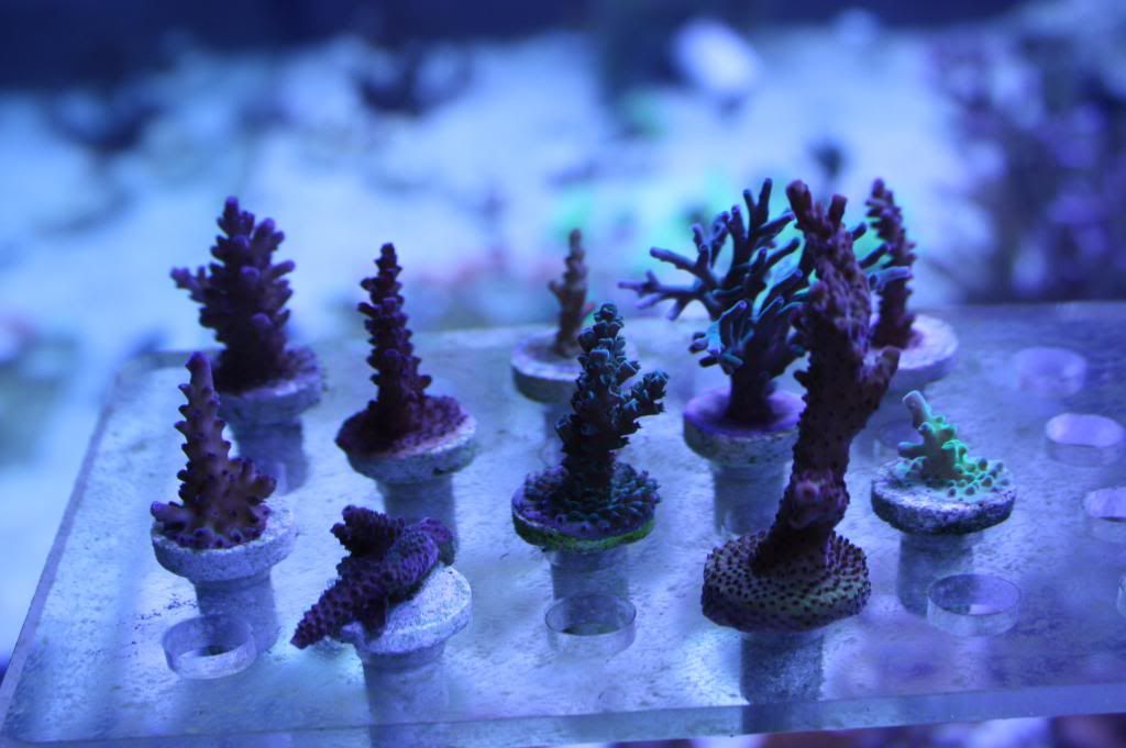 IMG 0092 zps6d050d77 - A taste of what i'll have at the swap