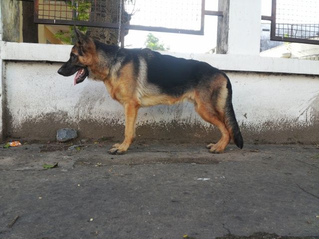 tphcm bán bán chó bẹc giê đức 7 tháng giá 9 triệu - 1