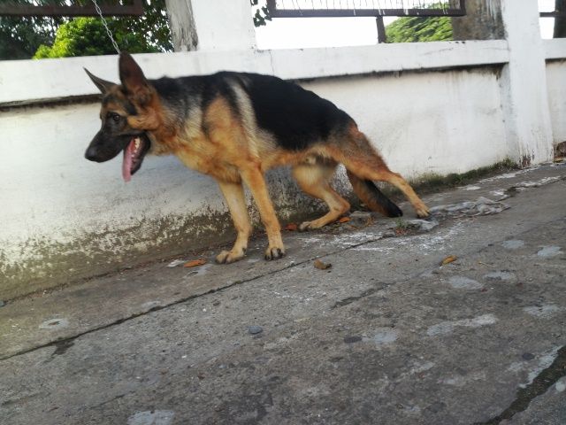 tphcm bán bán chó bẹc giê đức 7 tháng giá 9 triệu - 3