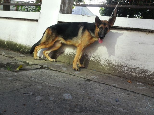 tphcm bán bán chó bẹc giê đức 7 tháng giá 9 triệu - 6