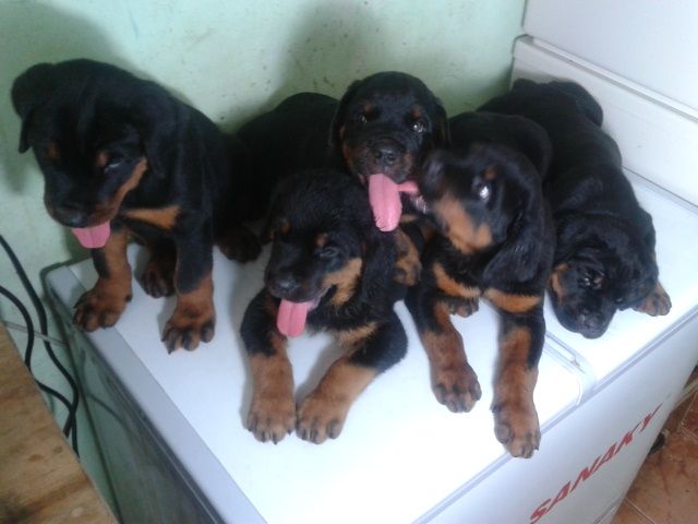 tphcm bán bầy chó rottweiler con của răm bô 2,5 tháng trích ngừa đủ giá 6,5 triệu một - 6