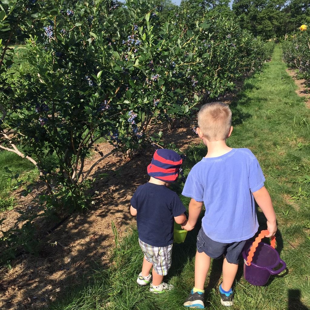 my boys picking blueberries