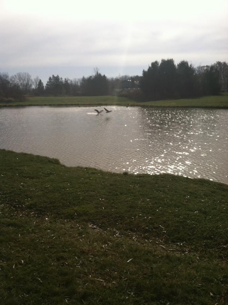 geese taking off from the lake