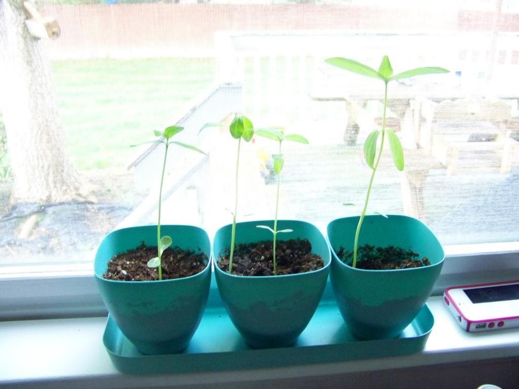 seedlings in a window sill