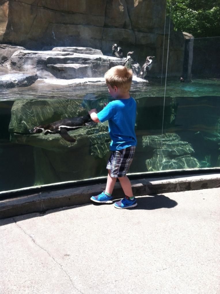 my son watching a penguin