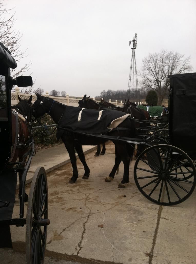 amish country horses and buggies