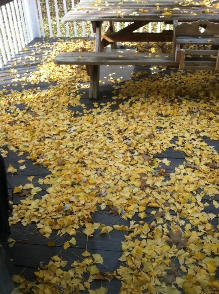 ginkgo leaves on a deck